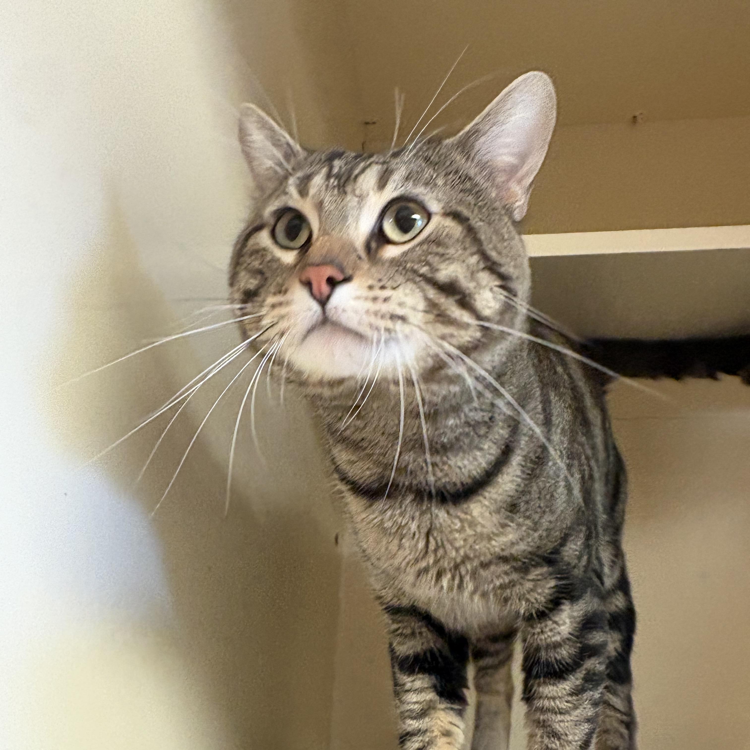 Enlarge Beau, a Adoptable mixed breed in Hays, KS image 5/5