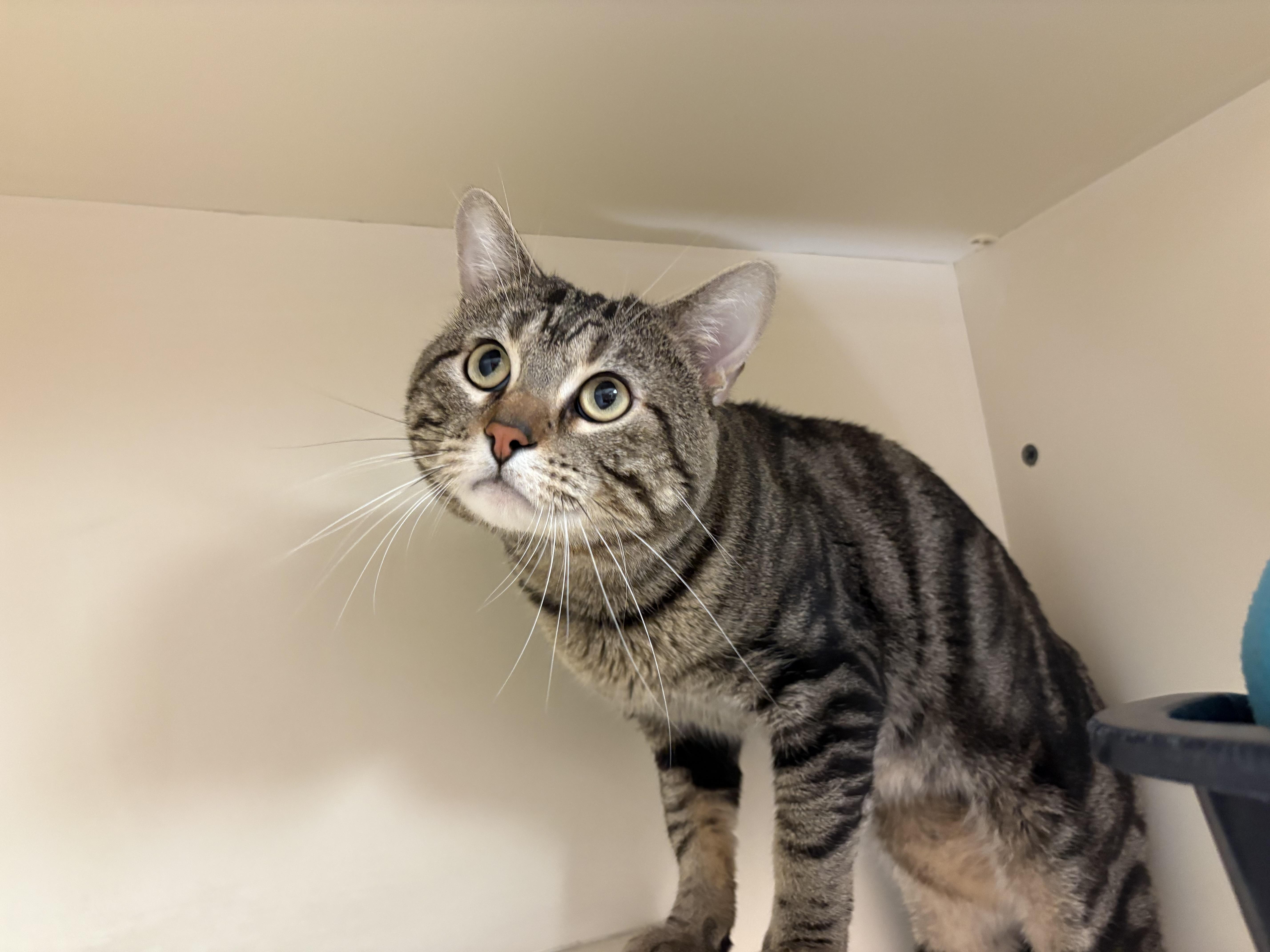 Enlarge Beau, a Adoptable mixed breed in Hays, KS image 4/5