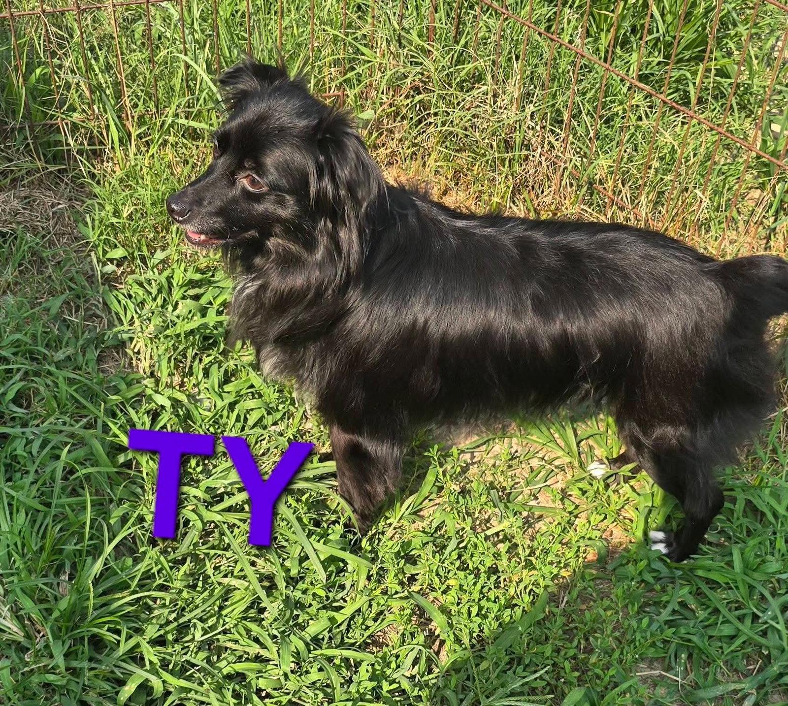 Ty, Adoptable, Adult Male Australian Shepherd.