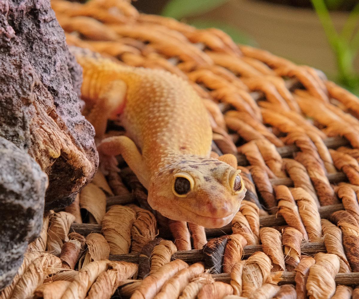 Lemon, Senior Male unknown