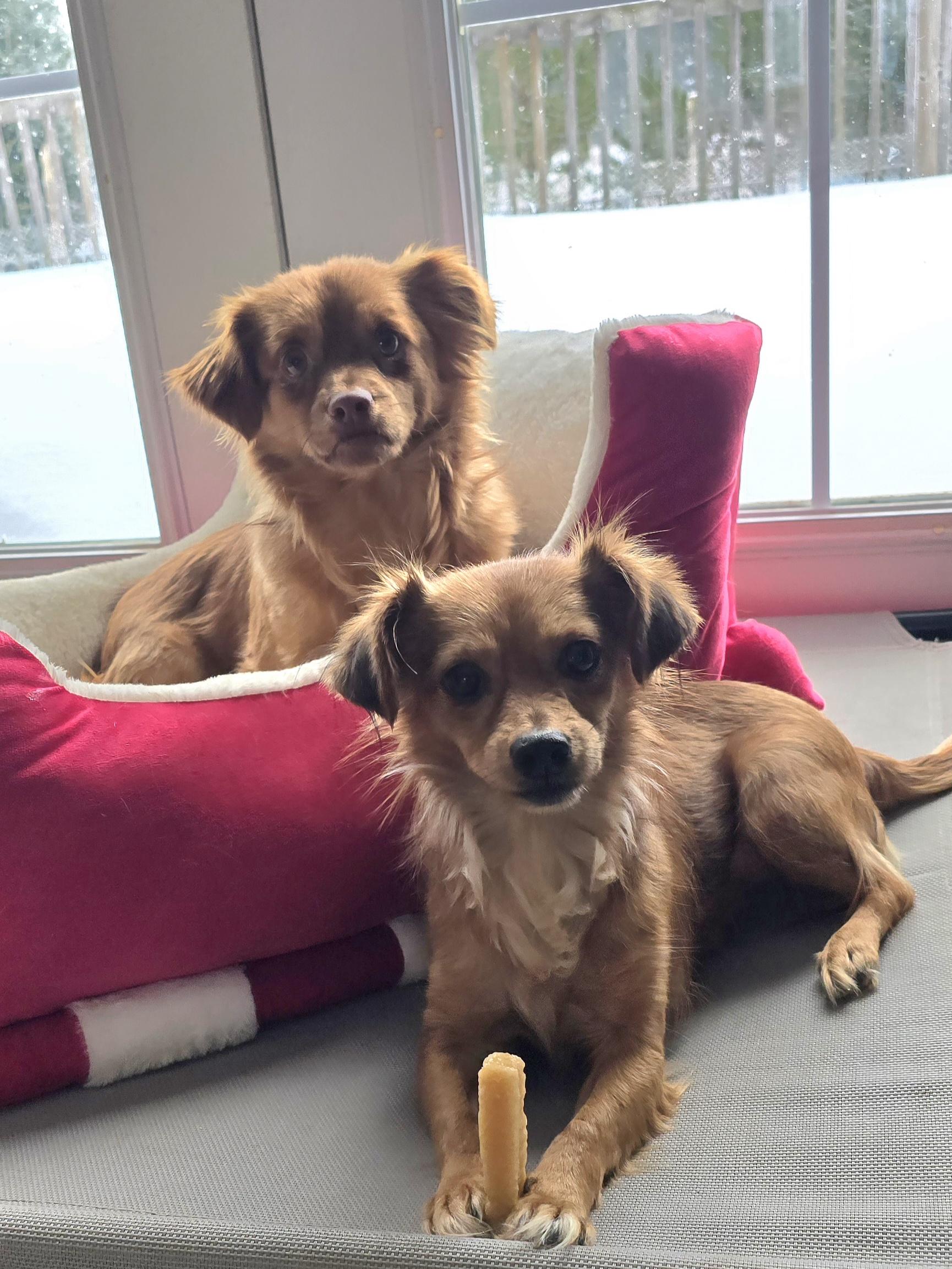 Gizmo, ADOPTABLE, Young Male Mixed Breed.