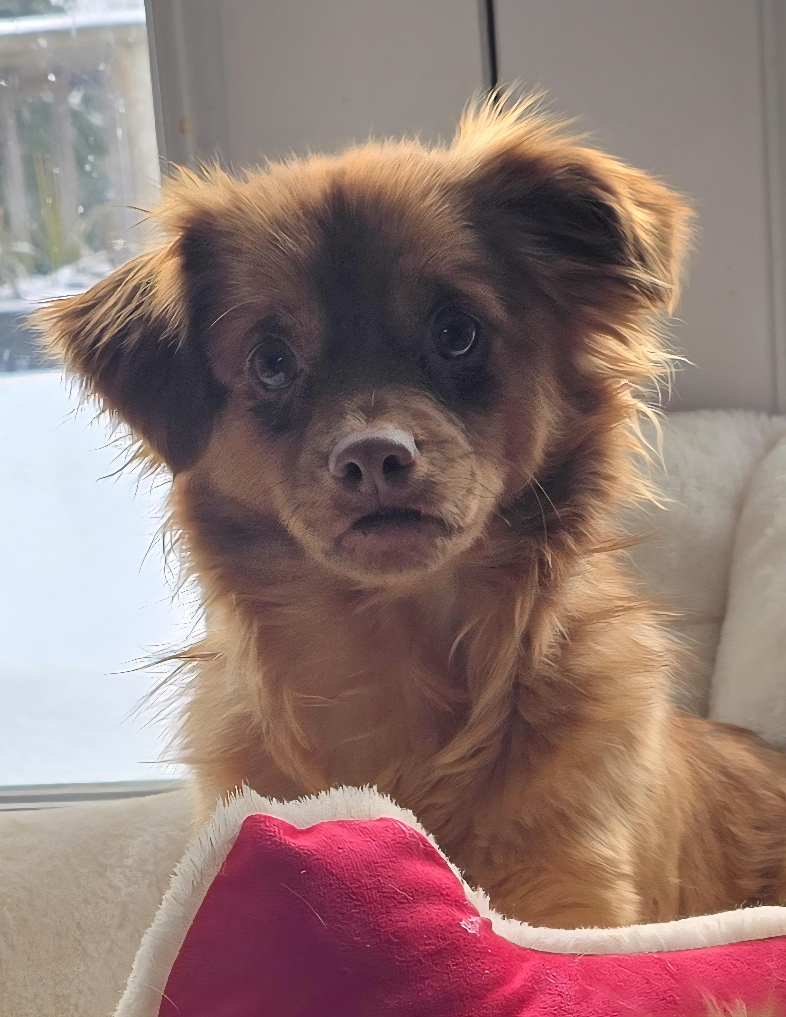 Enlarge Gizmo, an adopted Mixed Breed in Chatsworth, ON image 2/4