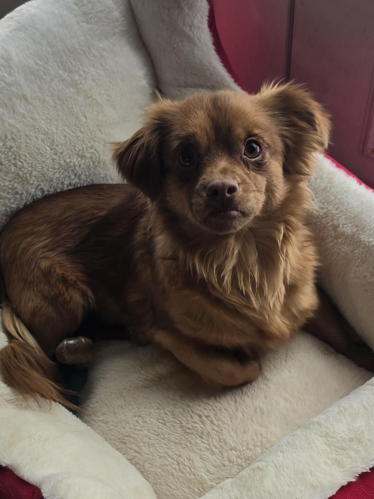 Enlarge Gizmo, a ADOPTABLE Mixed Breed in Chatsworth, ON image 1/1