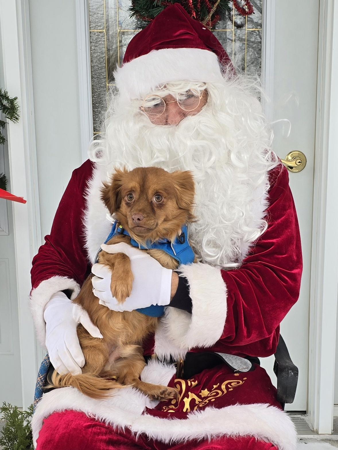 Enlarge Gizmo, an adopted Mixed Breed in Chatsworth, ON image 3/4