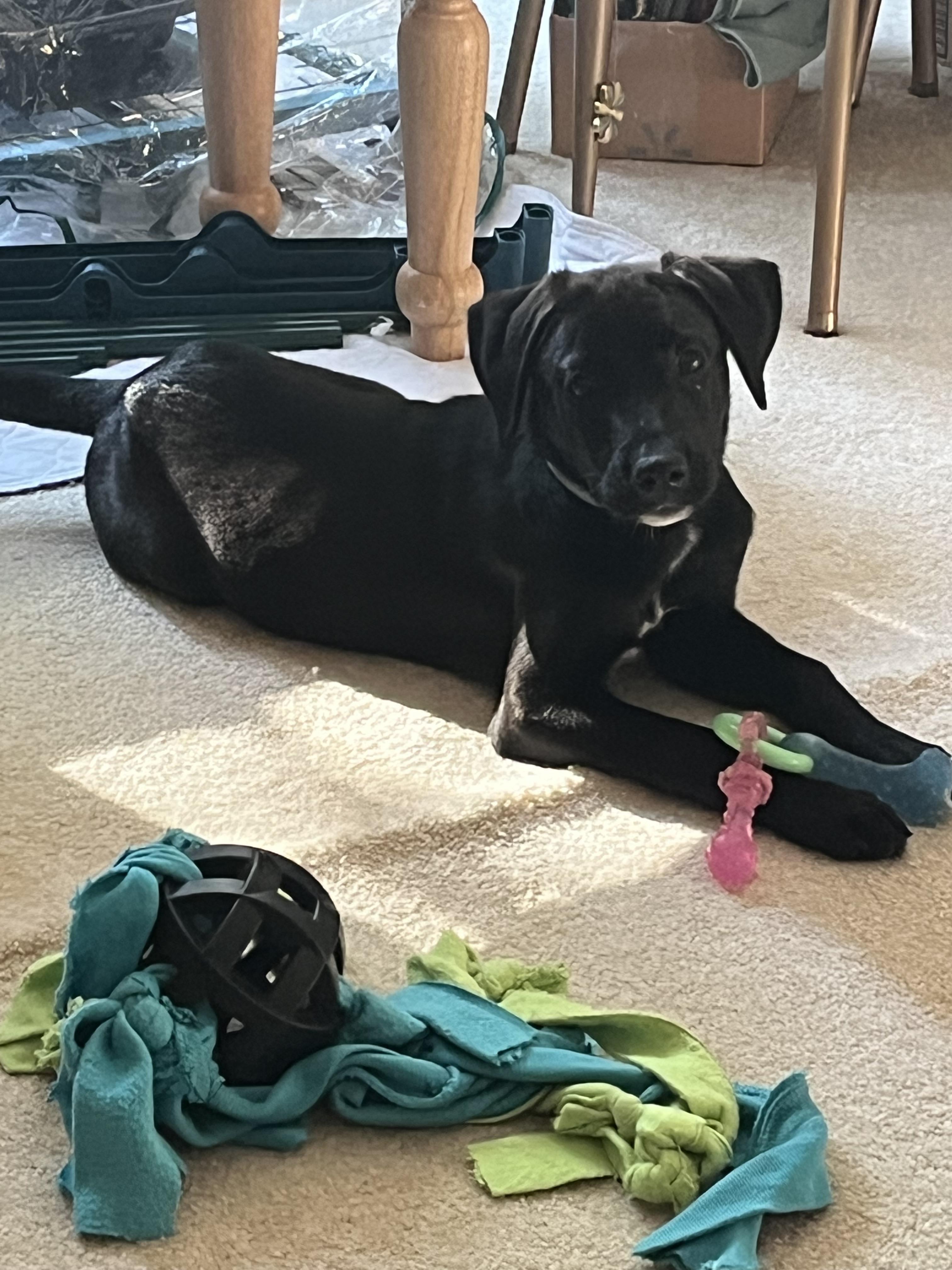 Obsidian, an adopted mixed breed in Stevensville, MI image 3/3