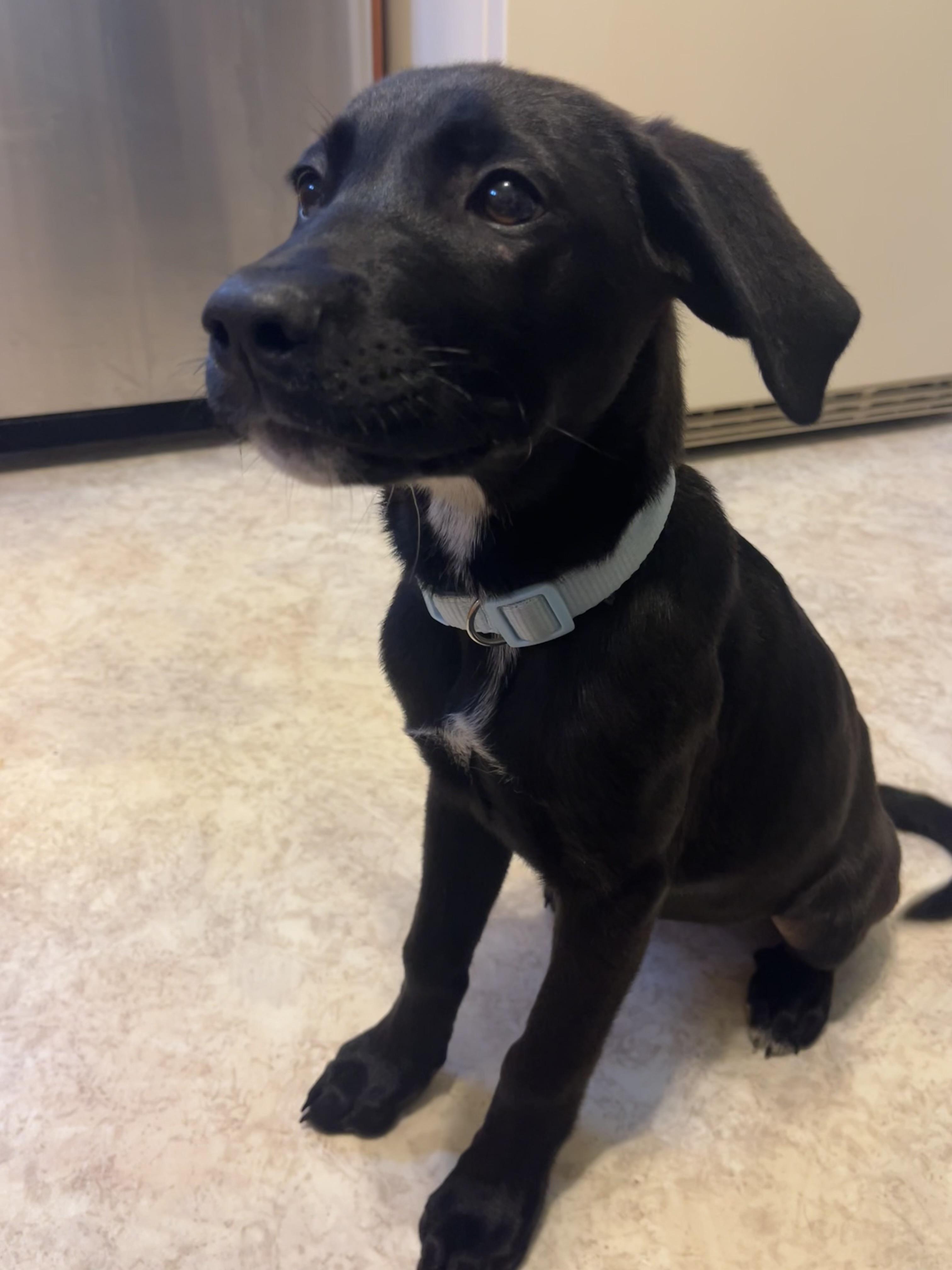 Obsidian, adopted, Puppy Female Anatolian Shepherd & Yellow Labrador Retriever.