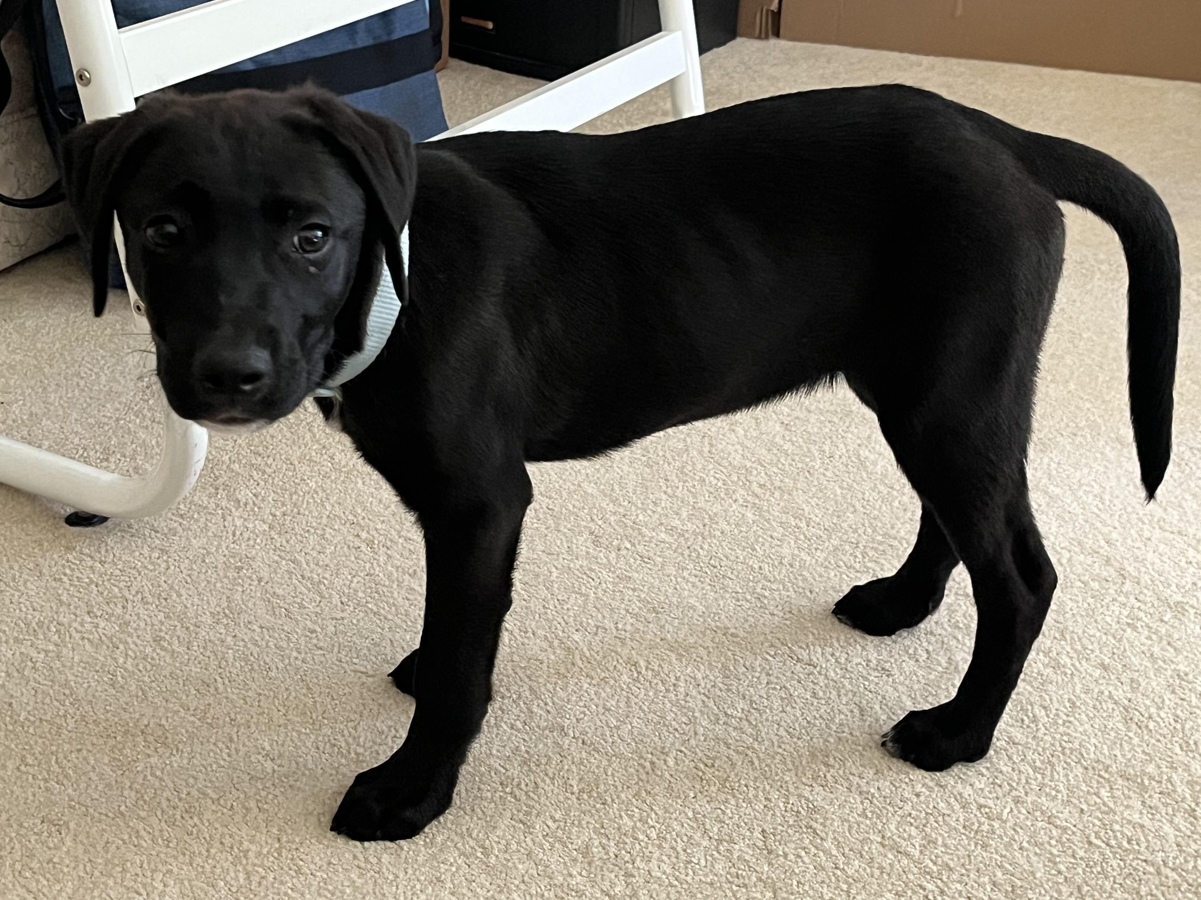 Obsidian, an adopted mixed breed in Stevensville, MI image 2/3