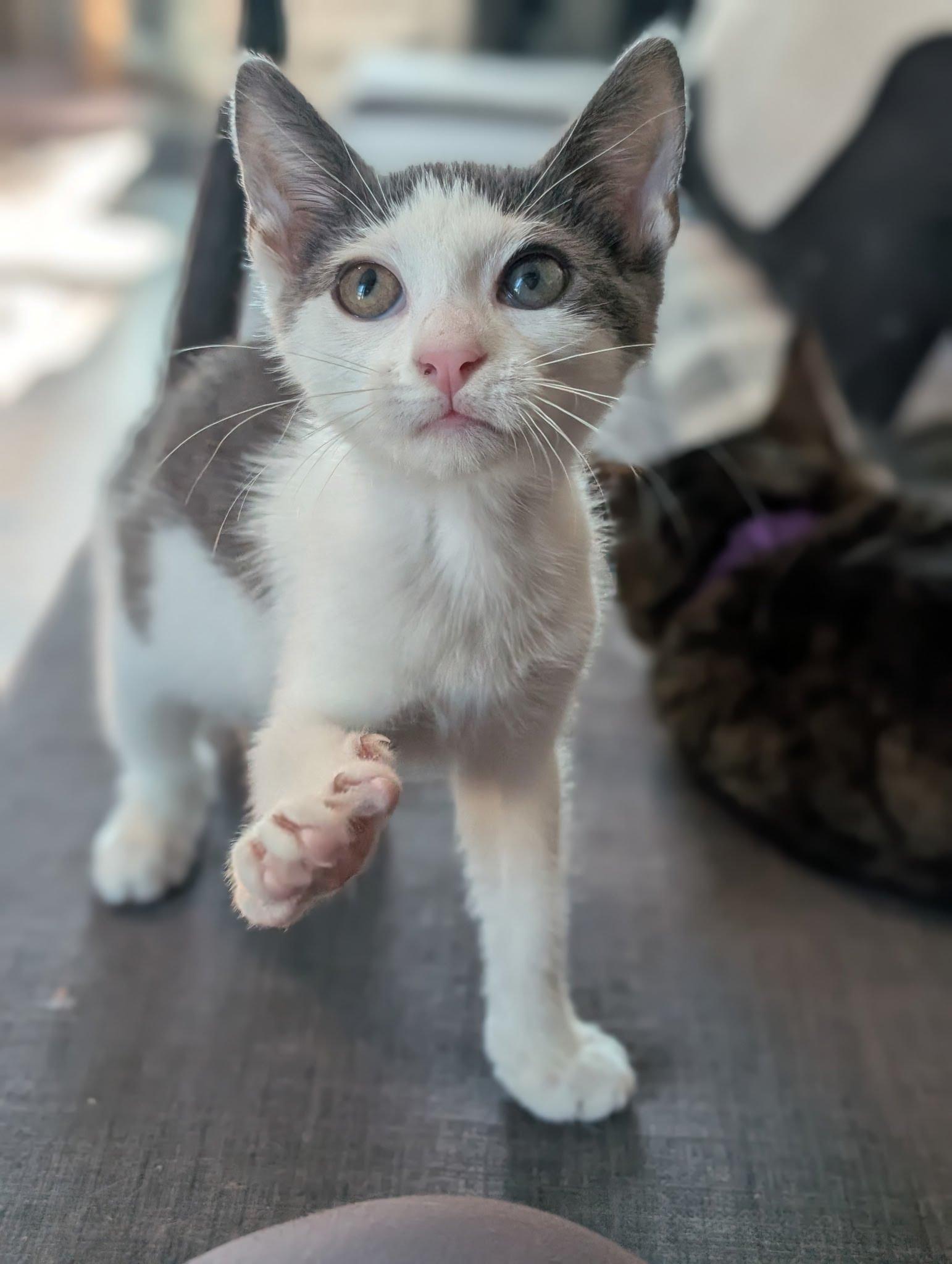 Enlarge Almond, a Adoptable Domestic Short Hair in Lancaster, PA image 1/2