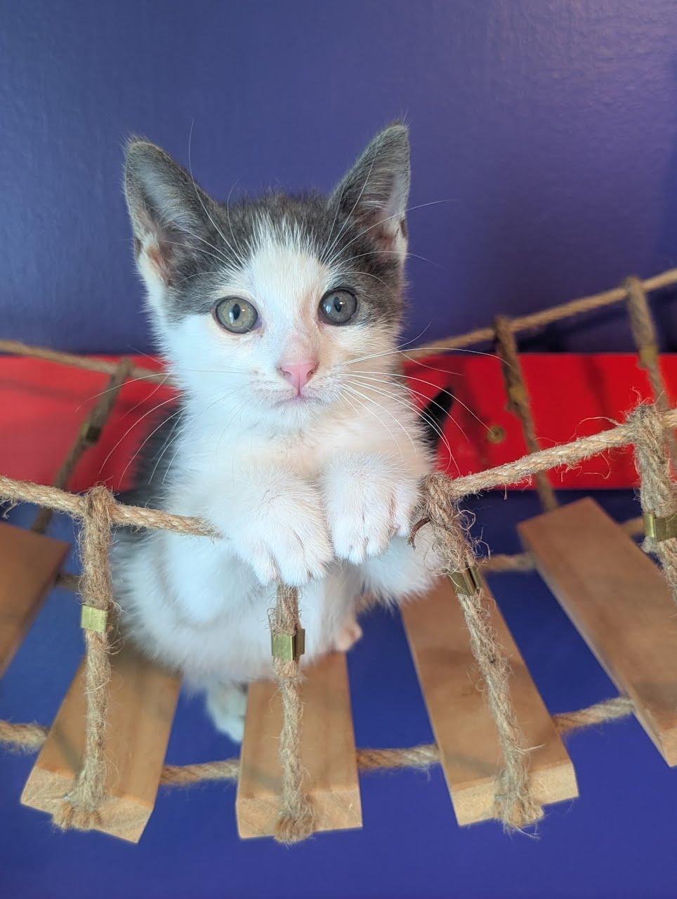Enlarge Almond, a Adoptable Domestic Short Hair in Lancaster, PA image 2/2