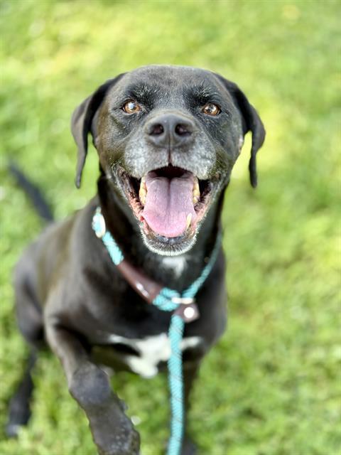 RUSSELL, Adoptable, Adult Male Labrador Retriever.