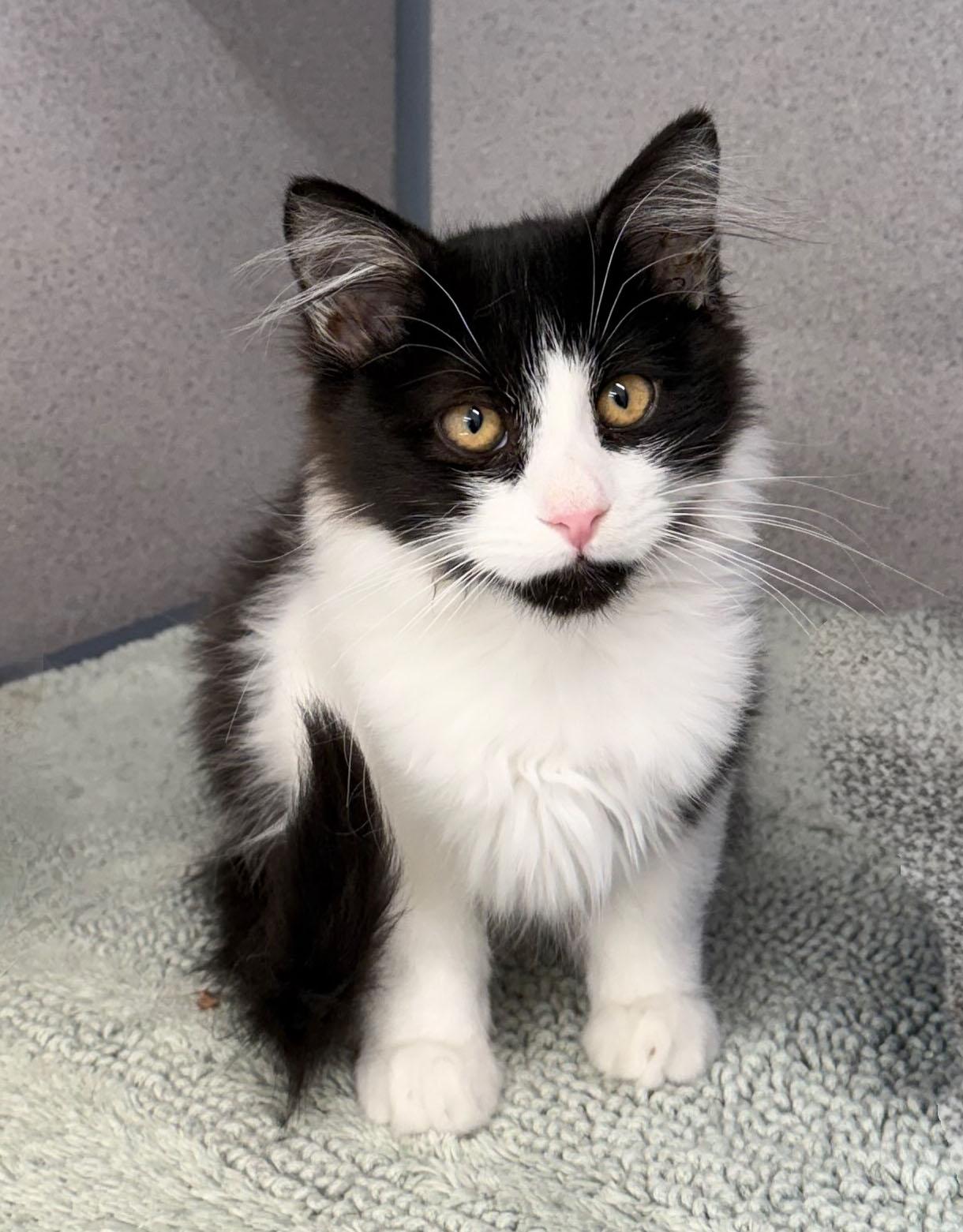 Happy, Adoptable, Kitten Male Domestic Medium Hair.