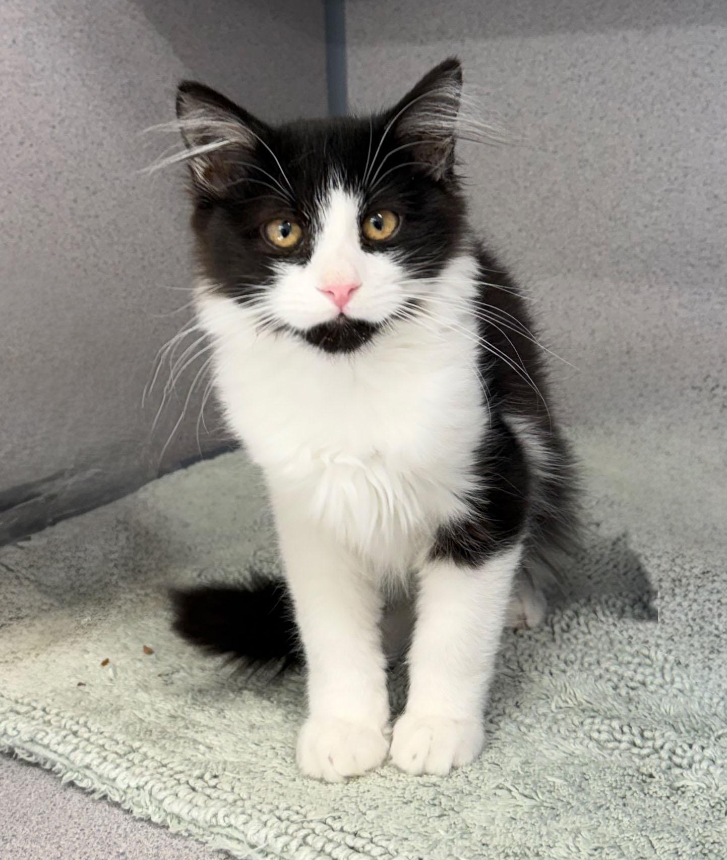 Enlarge Happy, a Adoptable Domestic Medium Hair in Gardnerville, NV image 2/2