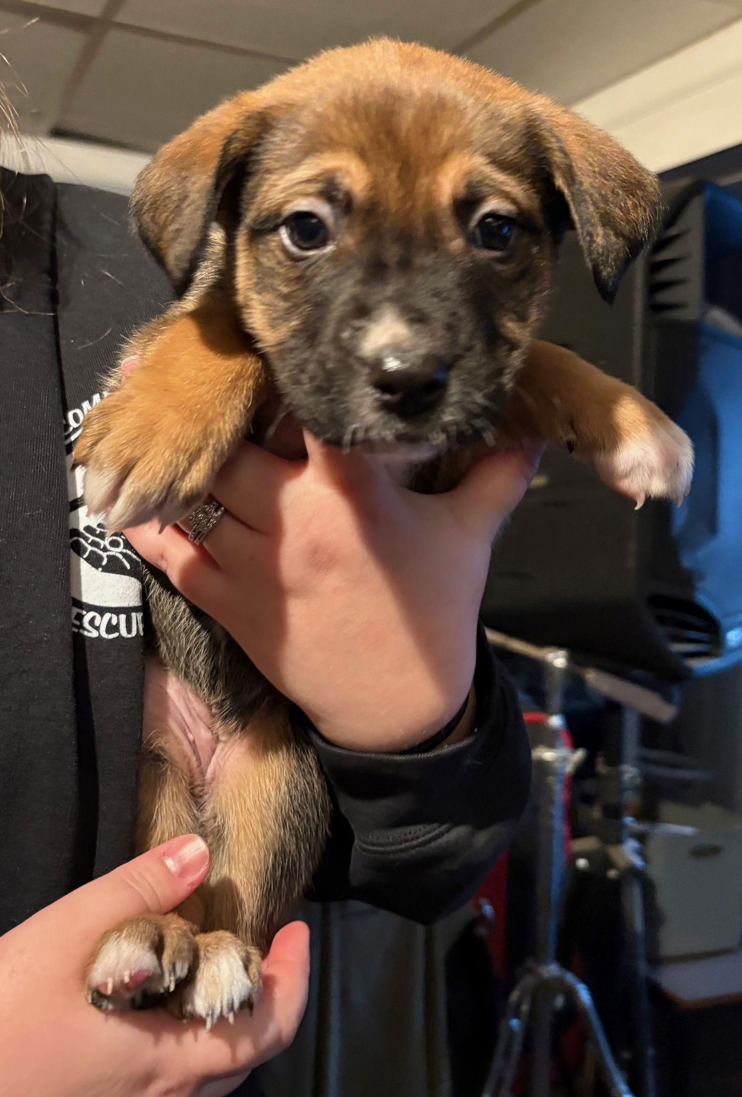 Macey, Adoptable, Puppy Female Mastiff & Pit Bull Terrier.