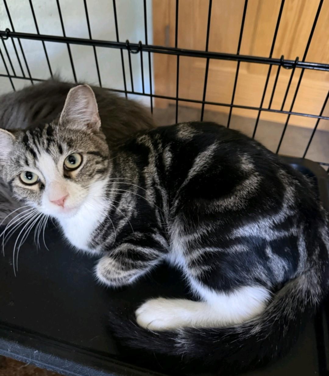 Phantom, Adoptable, Kitten Male Domestic Medium Hair.