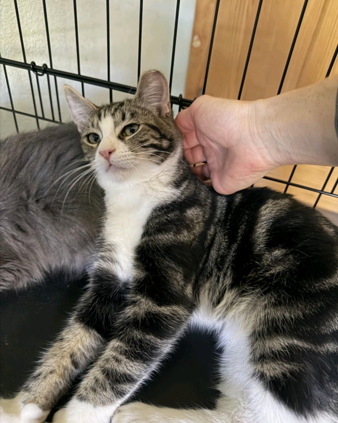 Enlarge Phantom, a Adoptable Domestic Medium Hair in Reno, NV image 2/2