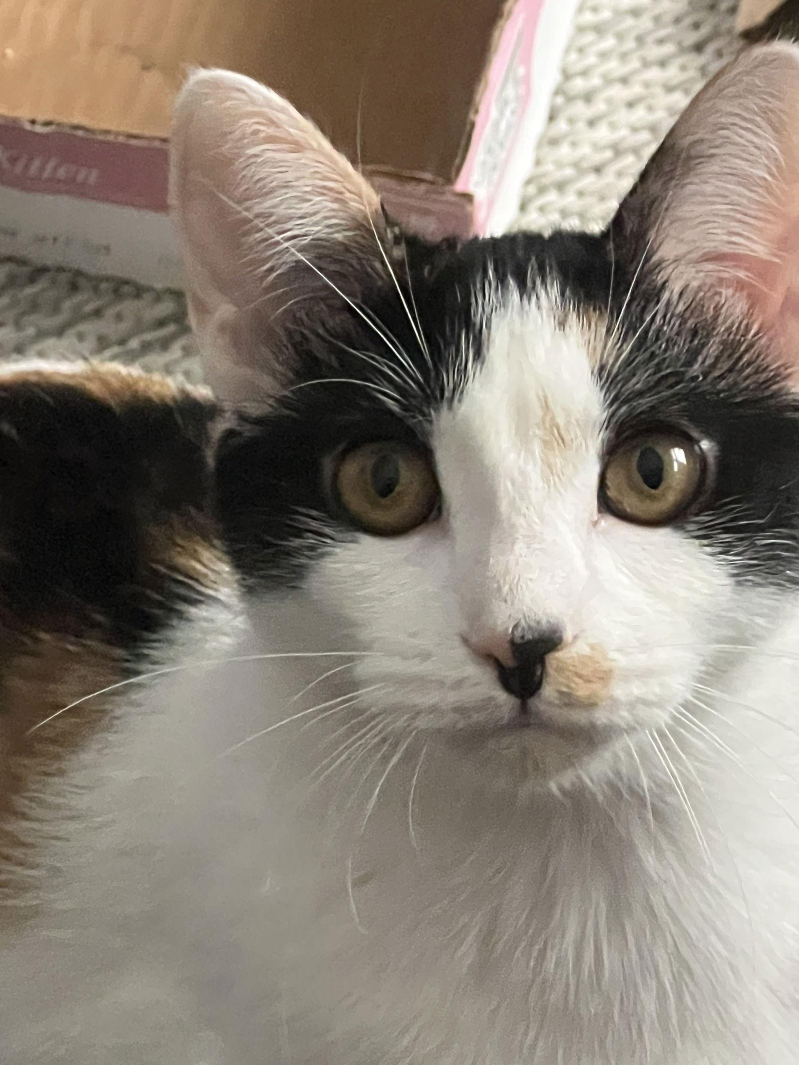 Enlarge Snickers, a Adoptable Domestic Short Hair in Reston, VA image 1/3