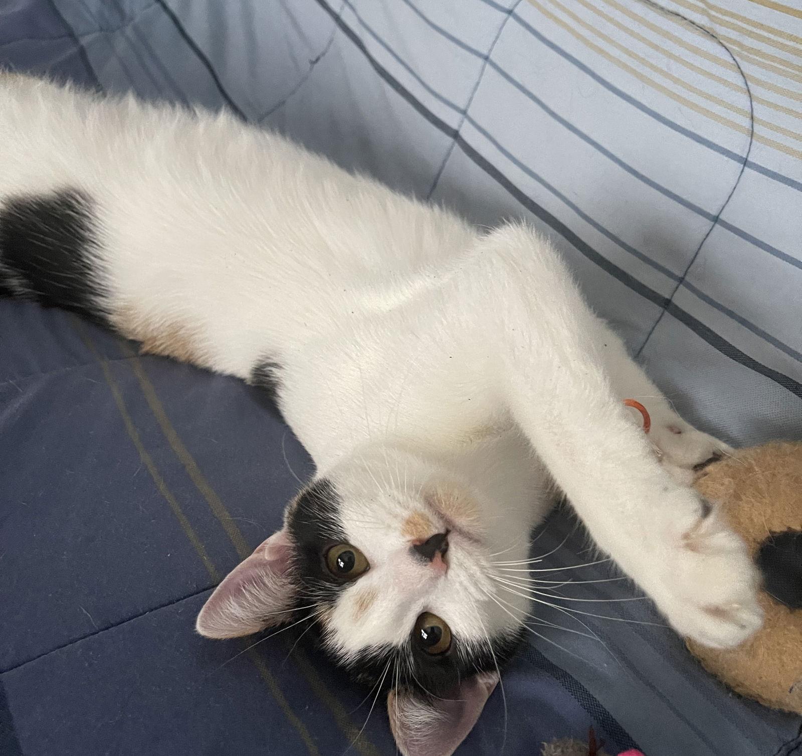 Enlarge Snickers, a Adoptable Domestic Short Hair in Reston, VA image 2/3