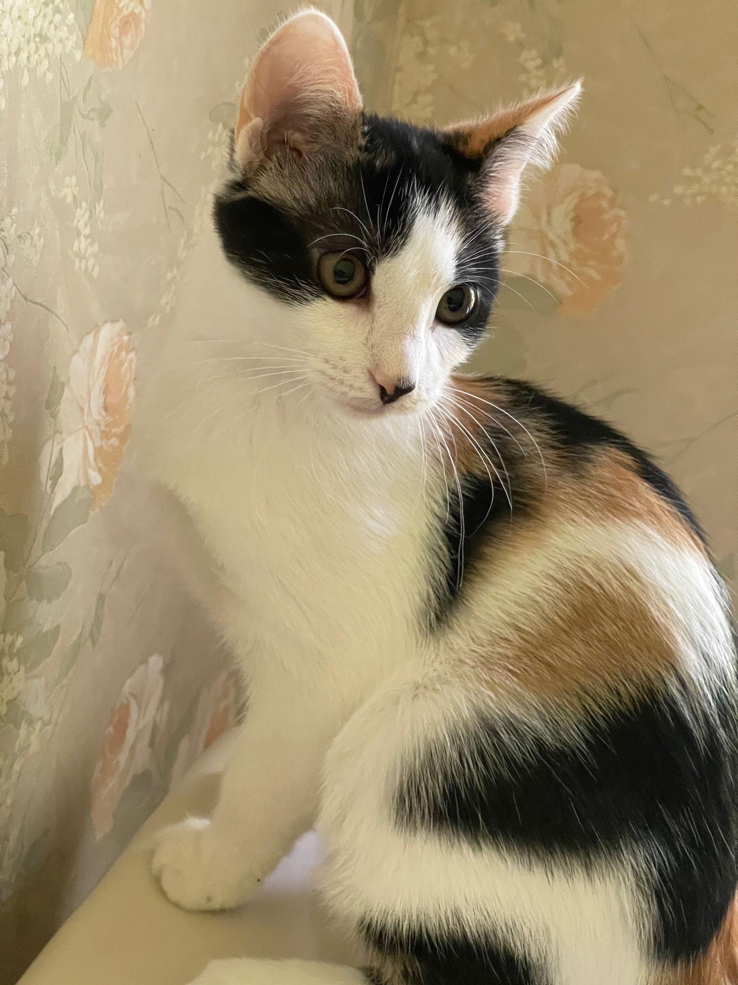 Enlarge Snickers, a Adoptable Domestic Short Hair in Reston, VA image 3/3