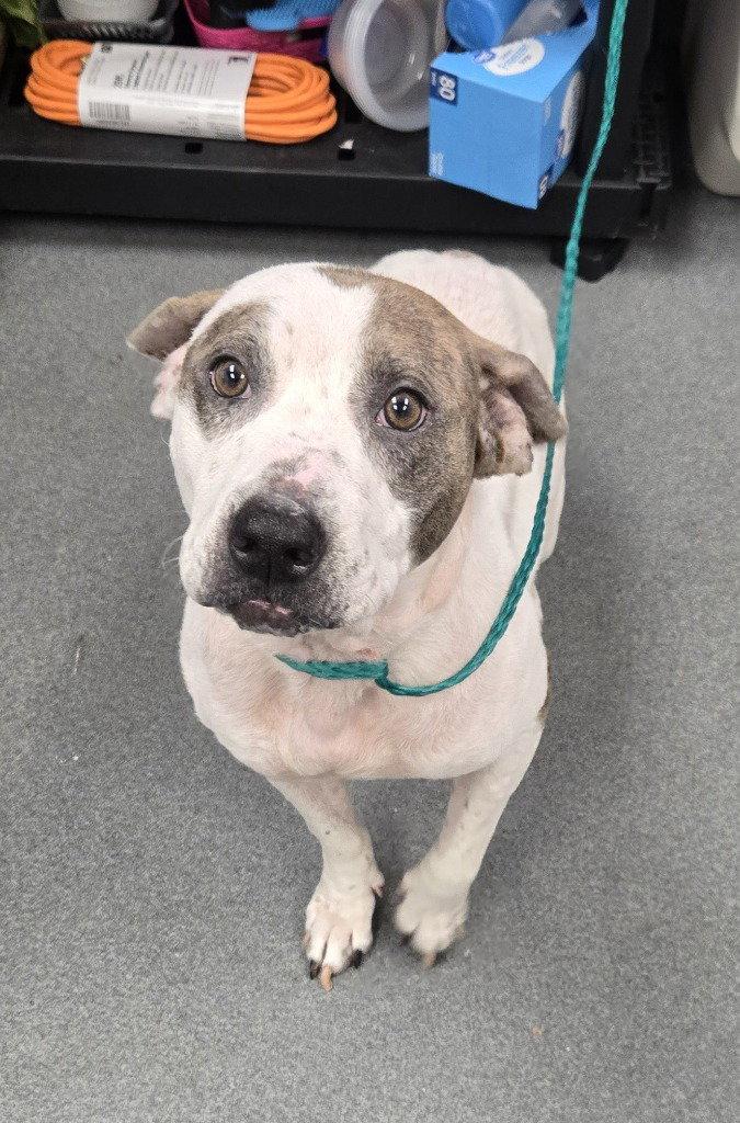 DI 88 Girlie, Adoptable, Adult Female Pit Bull Terrier & Terrier.