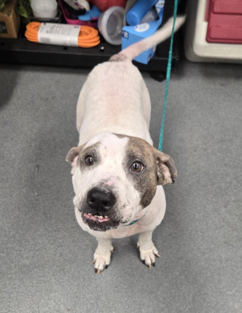 Enlarge DI 88 Girlie, a Adoptable mixed breed in Glen Allen, VA image 2/3
