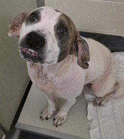 Enlarge DI 88 Girlie, a Adoptable mixed breed in Glen Allen, VA image 3/3