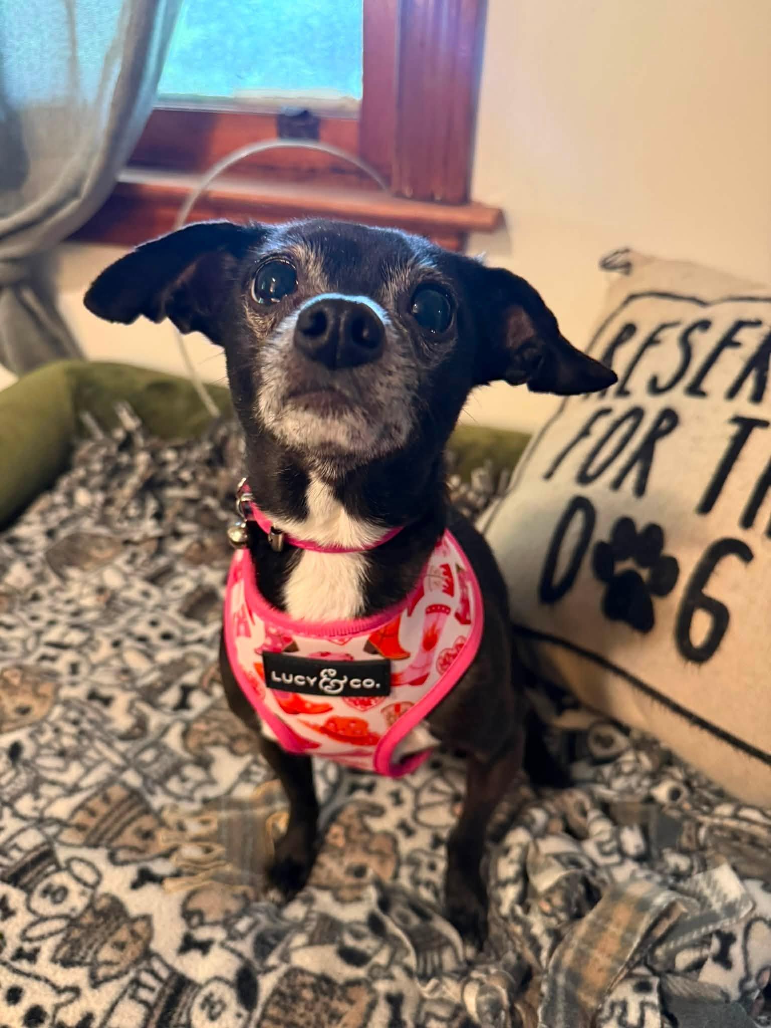Pony, Adoptable, Adult Female Chihuahua.