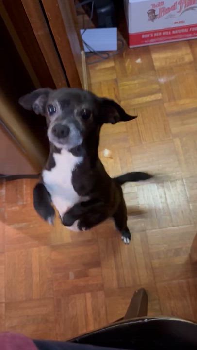 Enlarge Pony, a Adoptable mixed breed in North Charleston, SC video 6/6