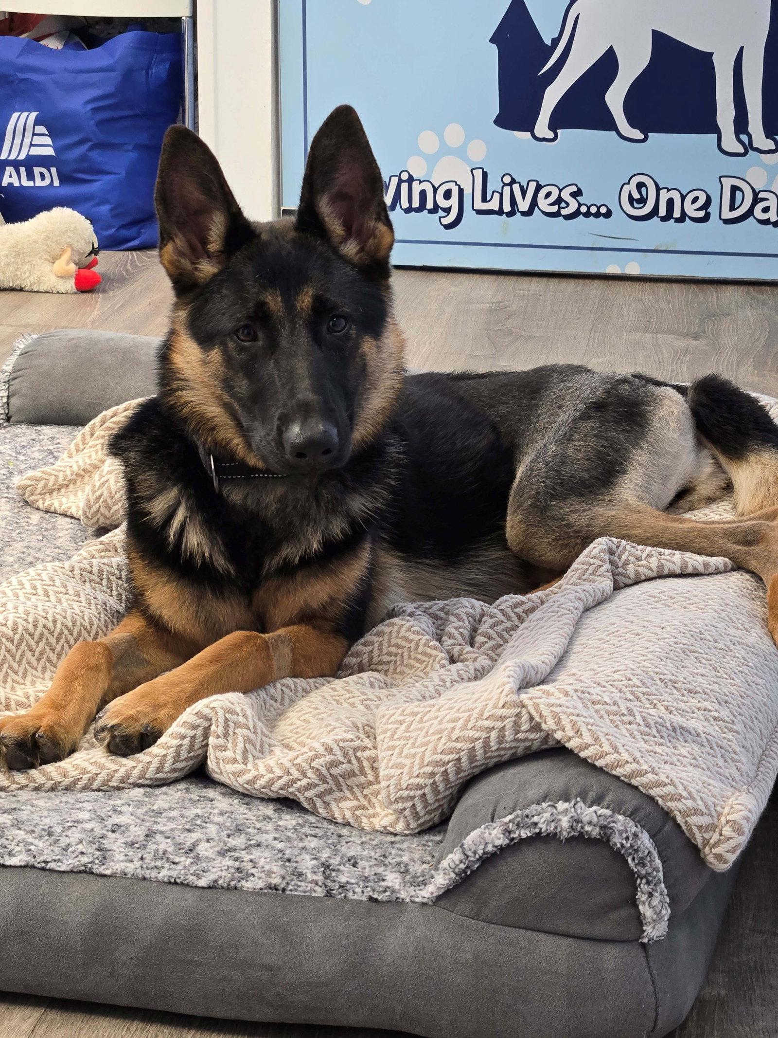 Enlarge Layla, a Adoptable German Shepherd Dog in Cliffwood, NJ image 1/3