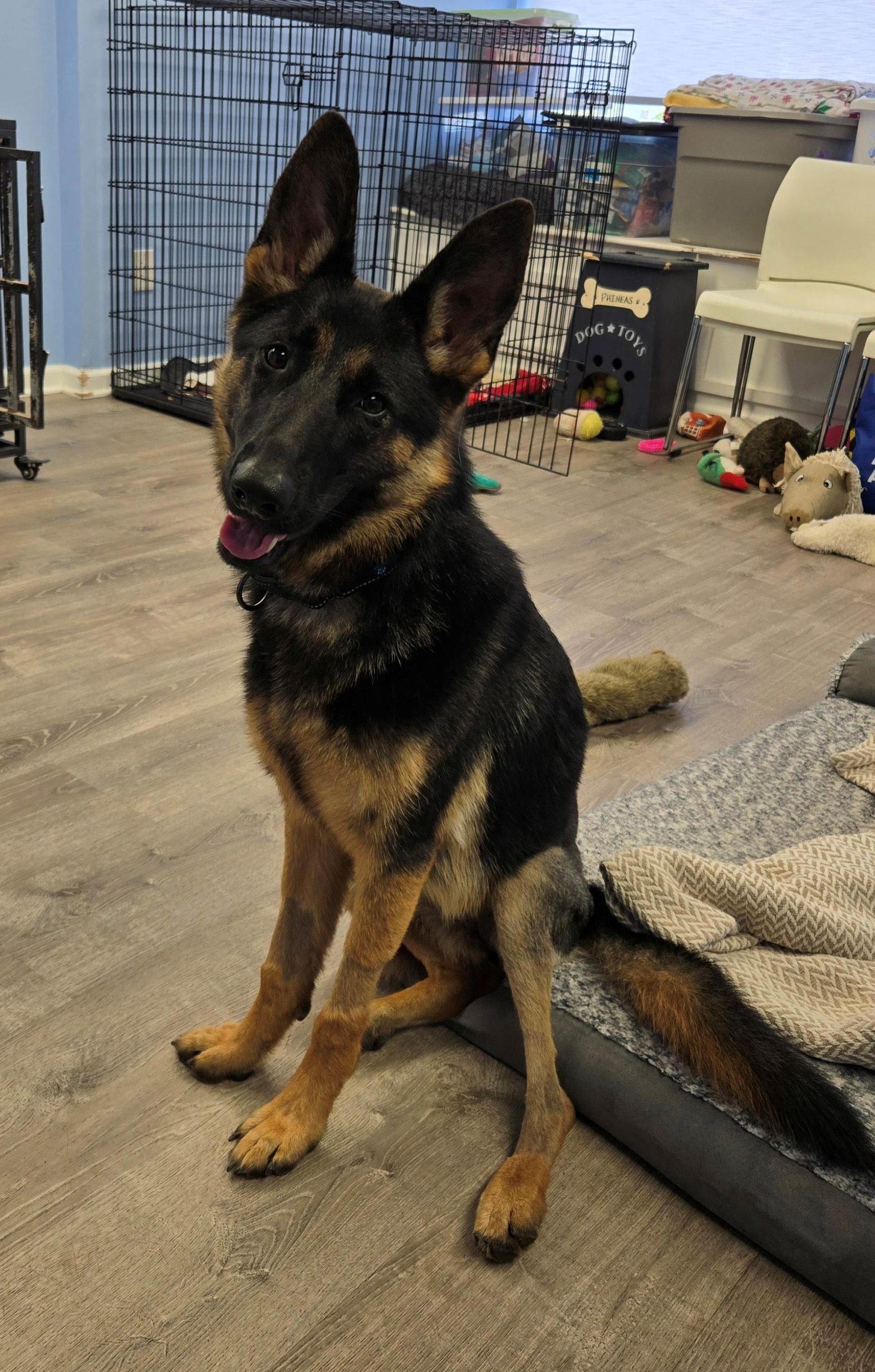 Enlarge Layla, a Adoptable German Shepherd Dog in Cliffwood, NJ image 2/3