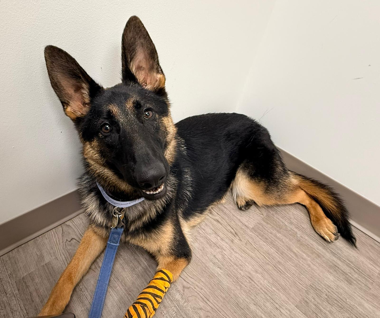 Enlarge Layla, a Adoptable German Shepherd Dog in Cliffwood, NJ image 3/3