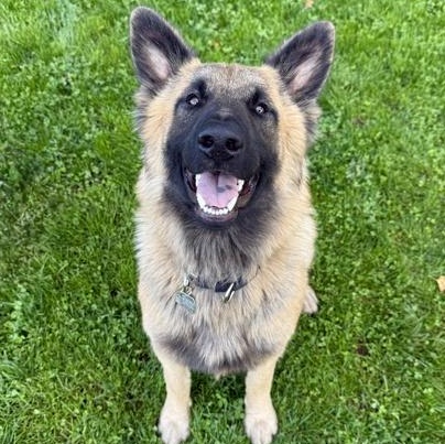 Enlarge Bandit, a ADOPTABLE mixed breed in Roseburg, OR image 1/1