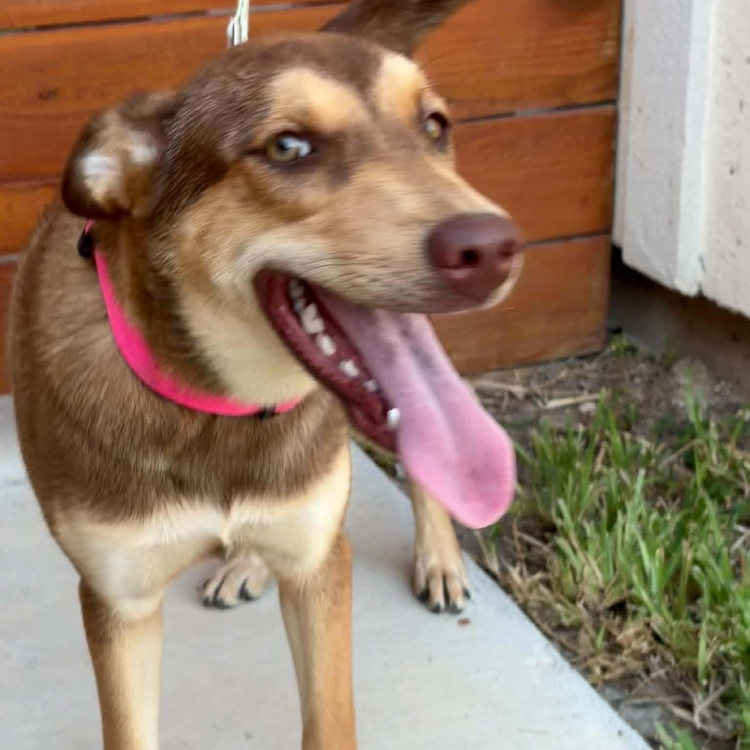Enlarge Paisley, a Adoptable mixed breed in Denver, CO image 5/5