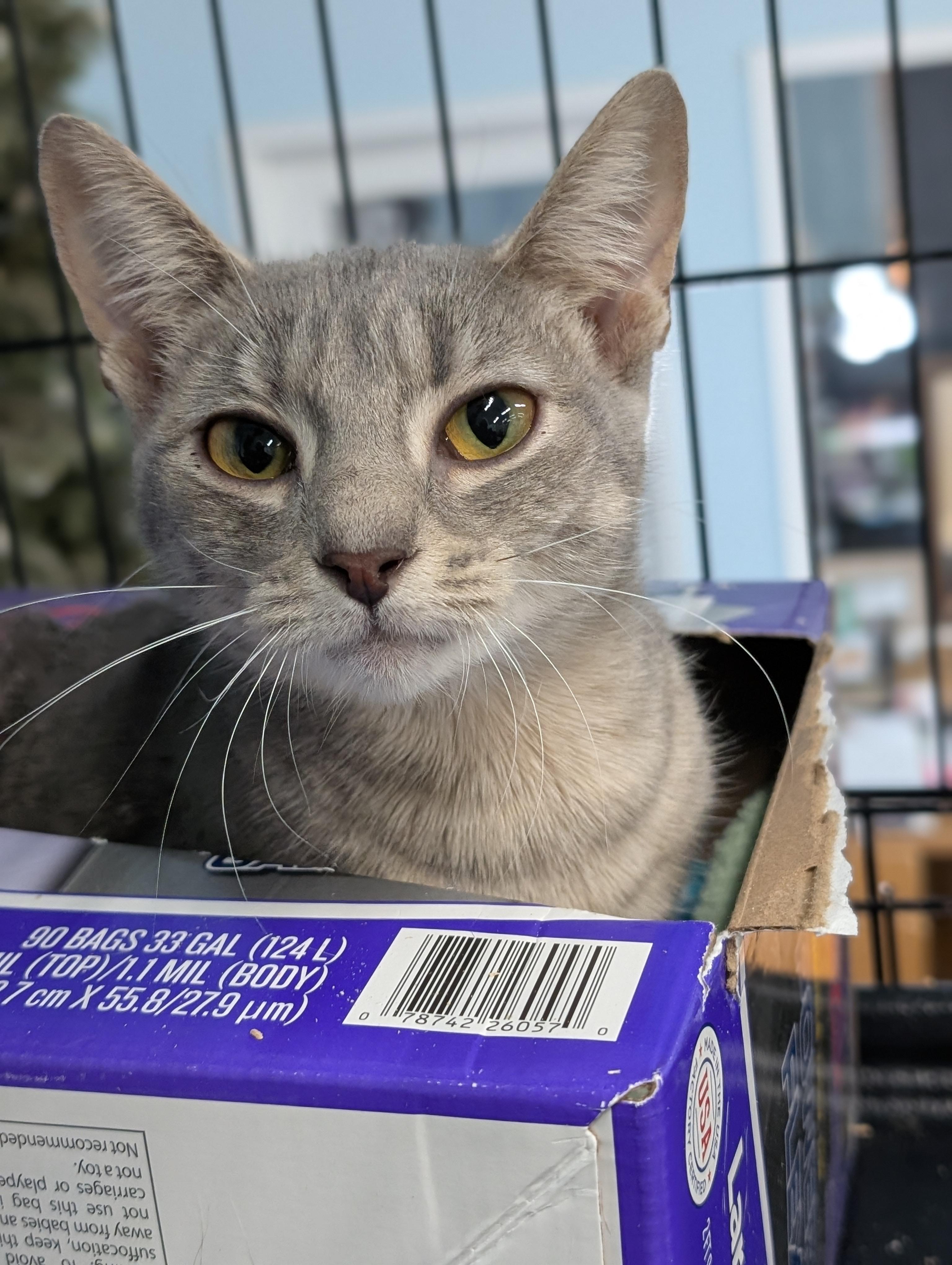 Shimmer, adopted, Kitten Female Domestic Short Hair.