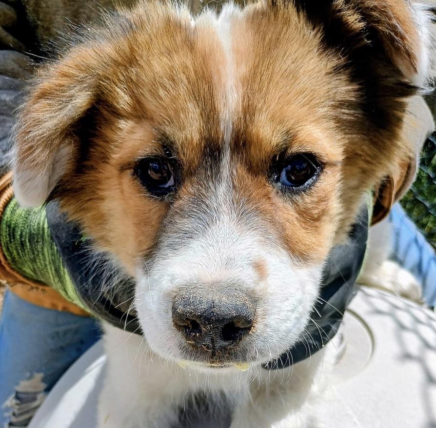 Nougat, Baby Male Great Pyrenees