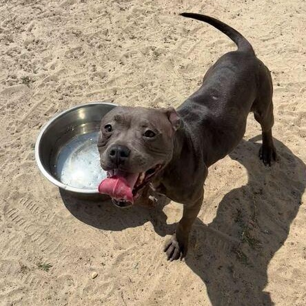 Angel, a ADOPTABLE mixed breed in Valdosta, GA image 2/3