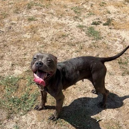 Angel, a ADOPTABLE mixed breed in Valdosta, GA image 3/3
