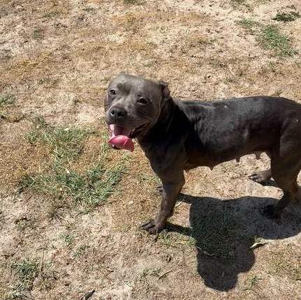 Angel, a ADOPTABLE mixed breed in Valdosta, GA image 1/3
