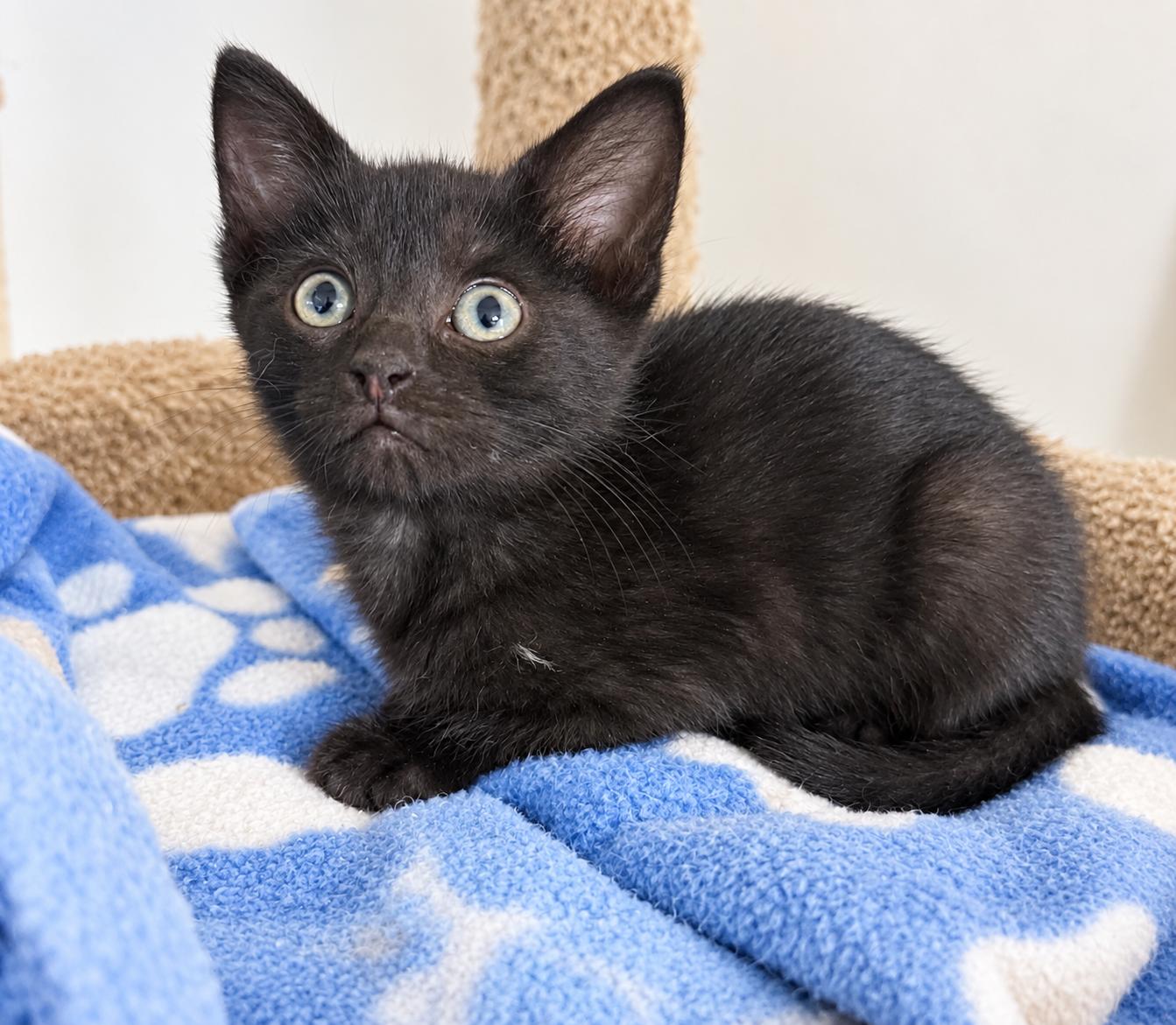 Enlarge Spades, a Adoptable Domestic Short Hair in Pickerington, OH image 1/1