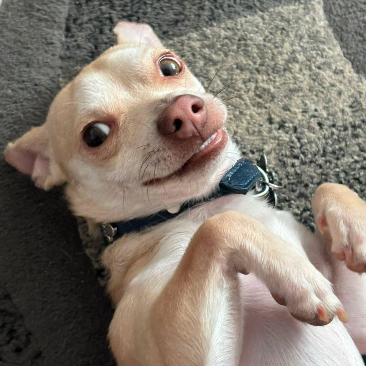 STEWIE ( foster or adopt ), ADOPTABLE, Young Male Chihuahua.