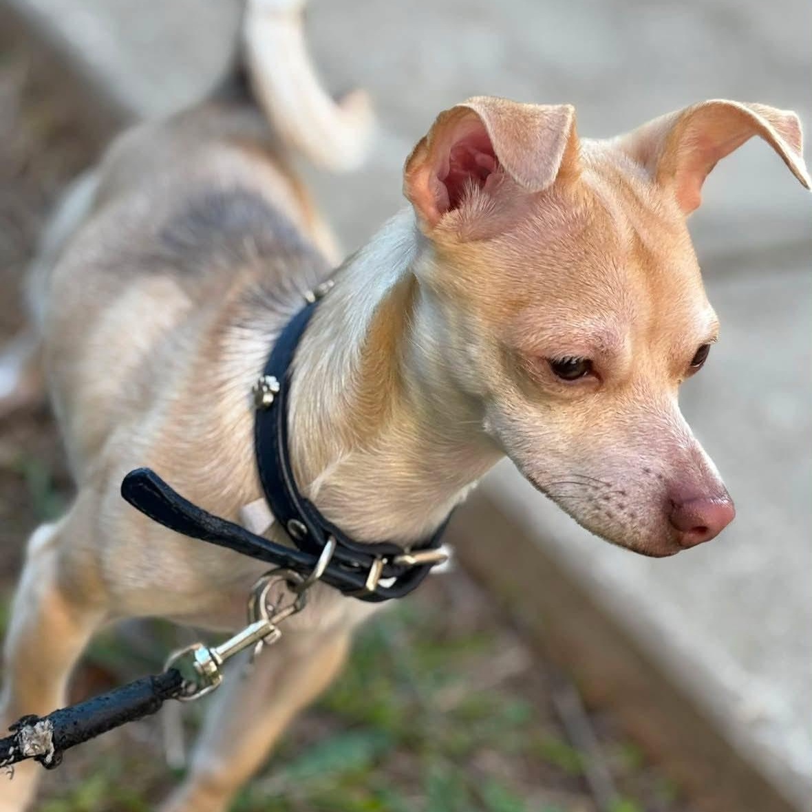 STEWIE ( foster or adopt ), a ADOPTABLE Chihuahua in Abbotsford, BC image 3/3
