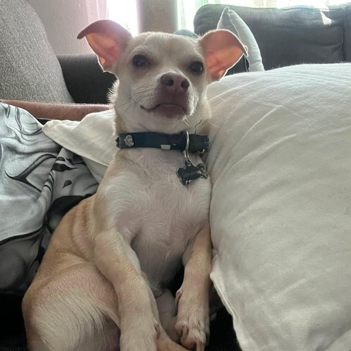 STEWIE ( foster or adopt ), a ADOPTABLE Chihuahua in Abbotsford, BC image 2/3
