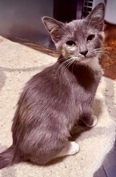 Gema, a ADOPTABLE mixed breed in Escondido, CA image 1/3