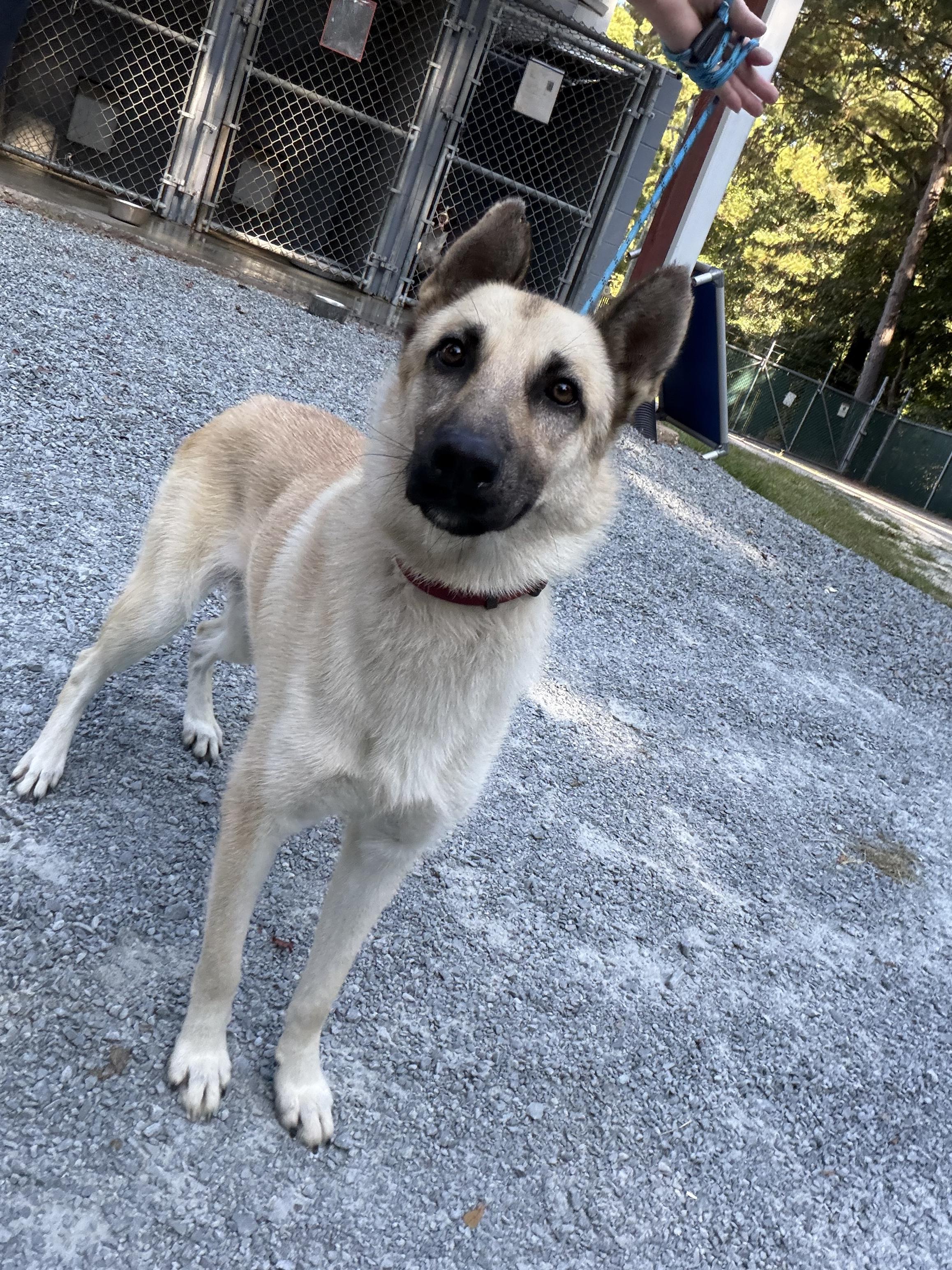 Enlarge Cindy, a Adoptable mixed breed in Elizabethtown, NC image 1/1