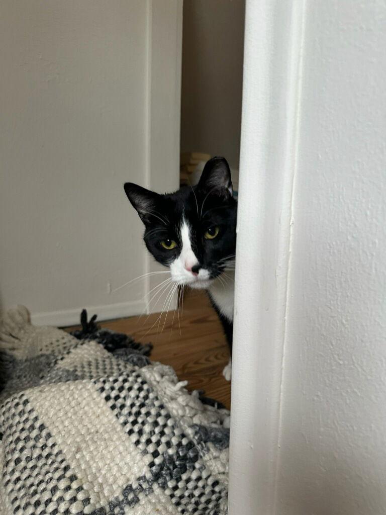 Licorice, Adoptable, Adult Male Domestic Short Hair & Tuxedo.