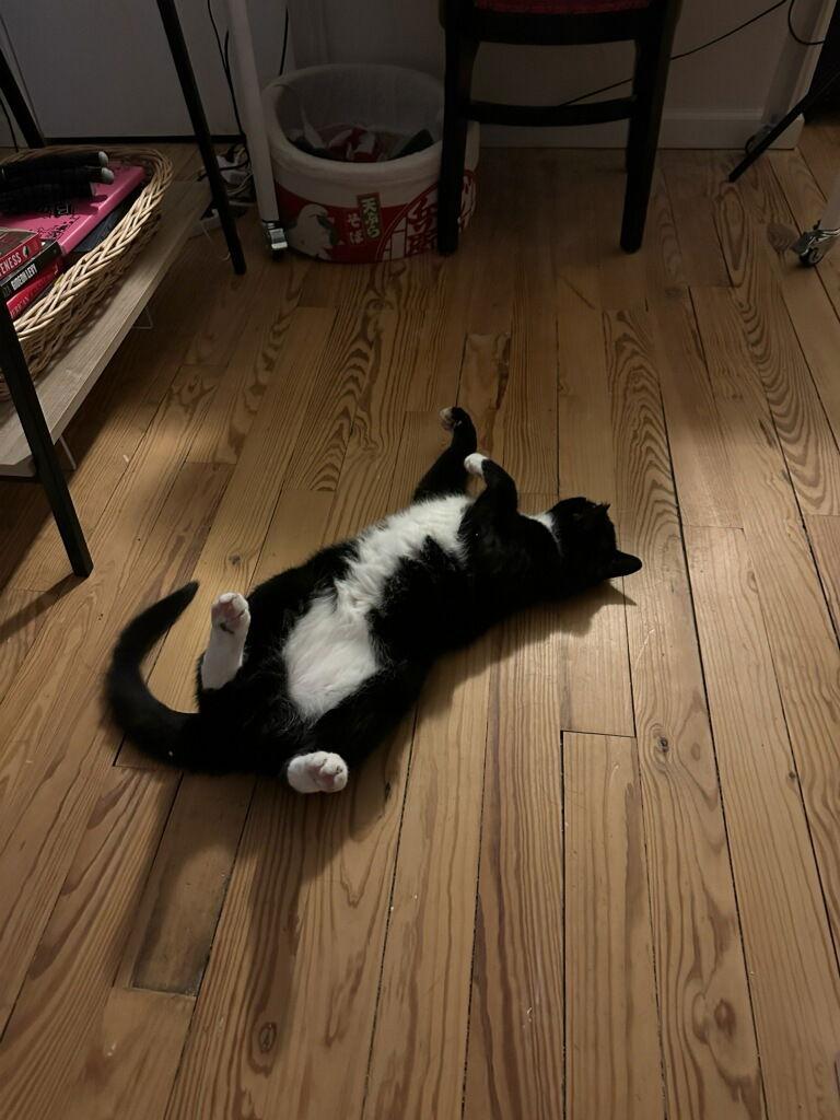 Enlarge Licorice, a Adoptable mixed breed in Cuyahoga Falls, OH image 2/3