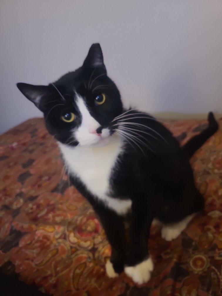 Enlarge Licorice, a Adoptable mixed breed in Cuyahoga Falls, OH image 3/3