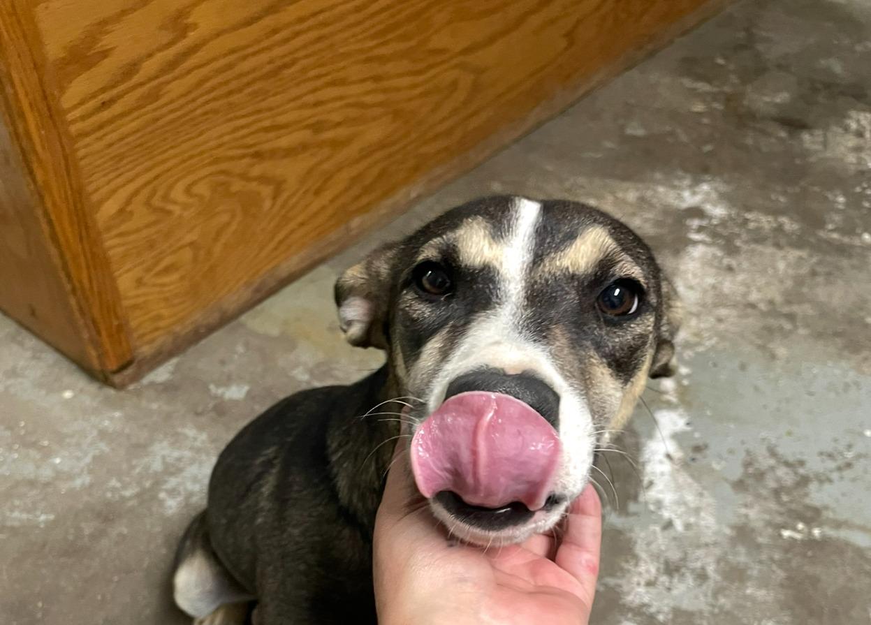 Addison, an adoptable Mixed Breed in Portales, NM, 88130 | Photo Image 1