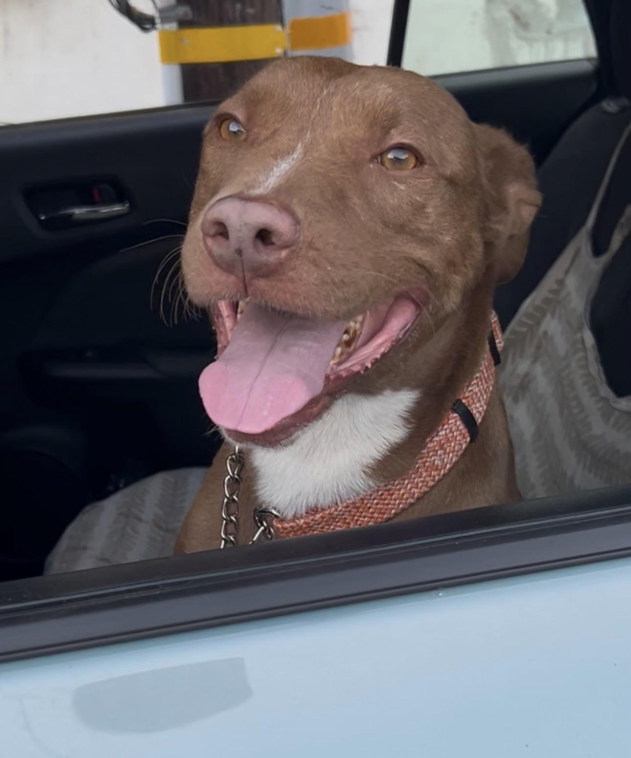Enlarge Sheriff, a ADOPTABLE mixed breed in Carlsbad, CA image 4/6