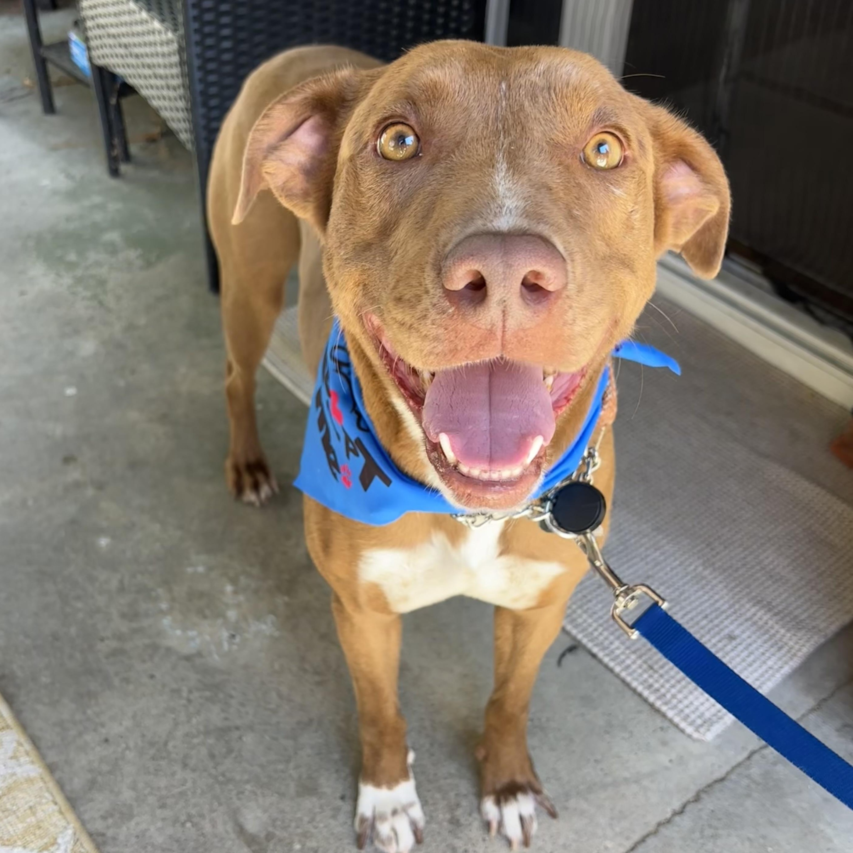 Enlarge Sheriff, a ADOPTABLE mixed breed in Carlsbad, CA image 6/6