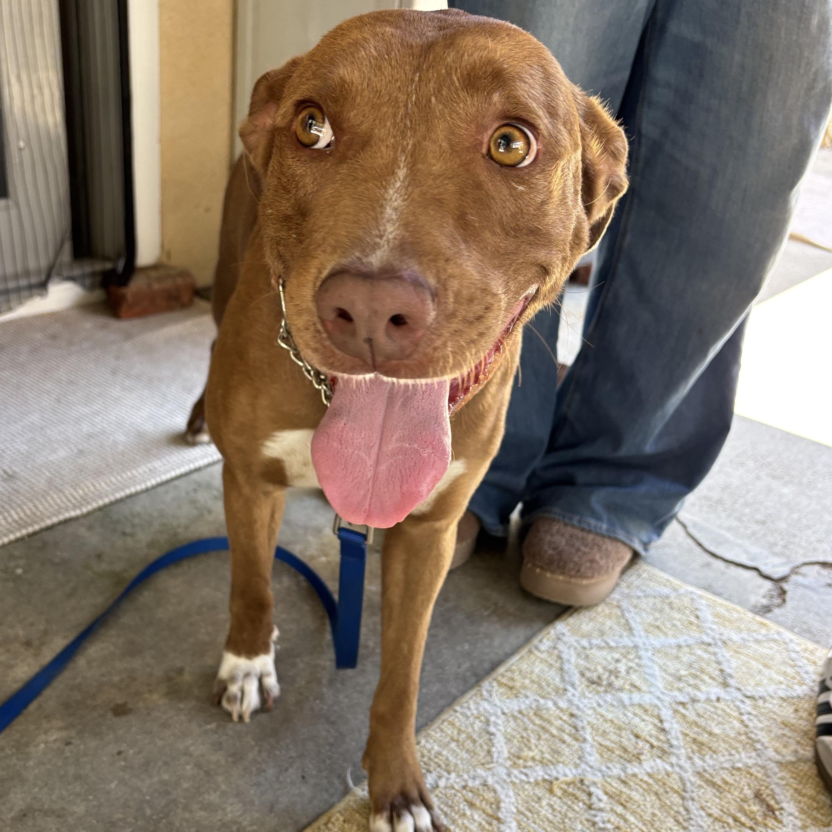 Sheriff, ADOPTABLE, Young Male Chocolate Labrador Retriever & American Staffordshire Terrier.